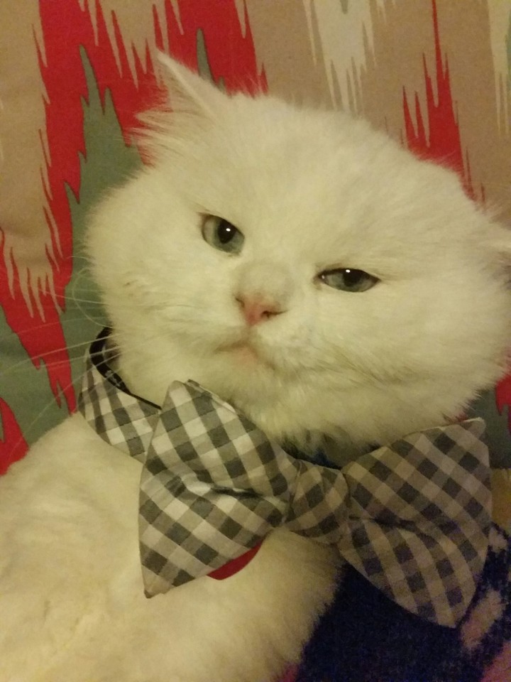 Mrs. Kitty