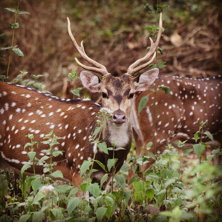 Indian spotted deer