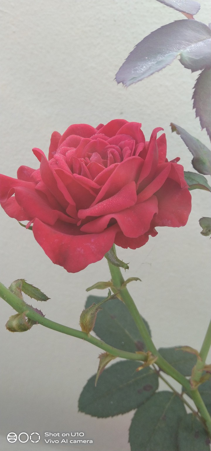beautiful rose