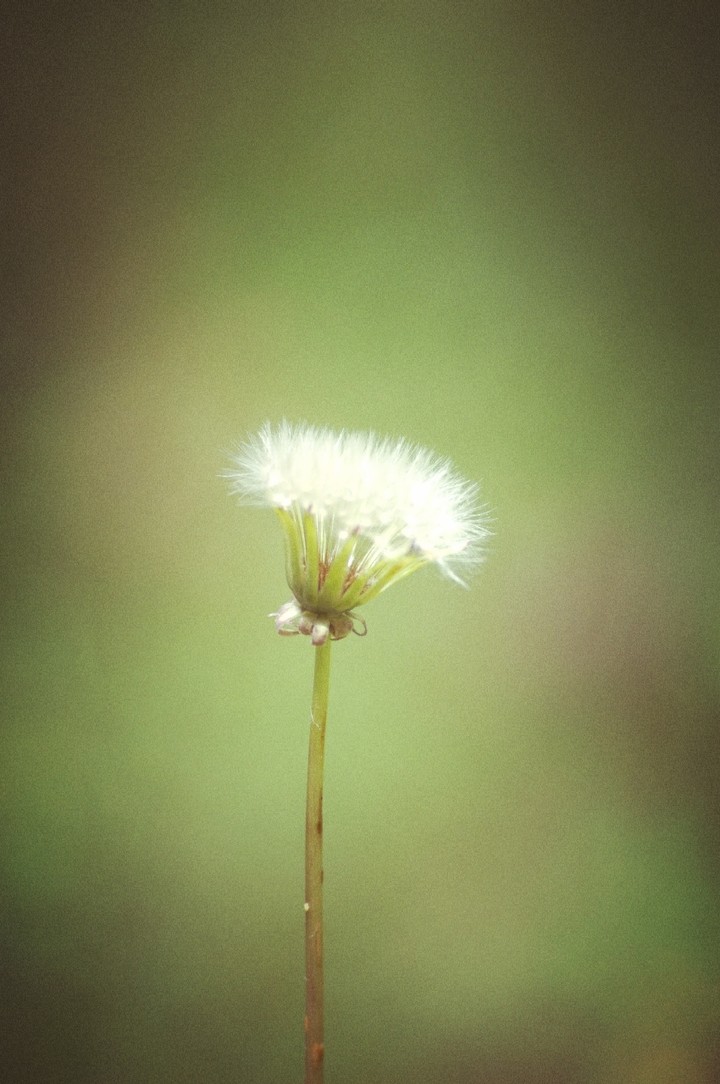 Make a wish