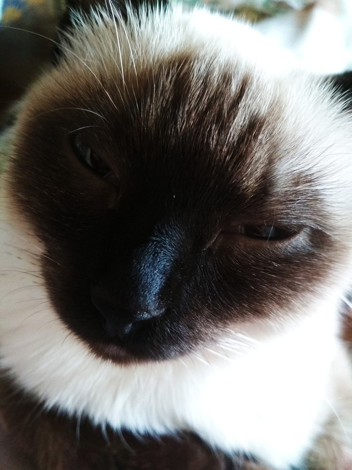 SimaCat