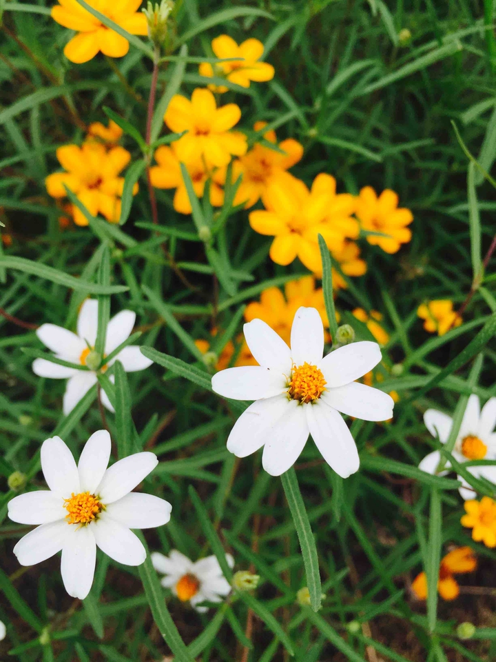 White & Yellow