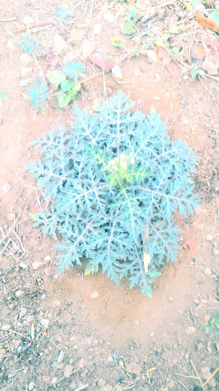 house plant