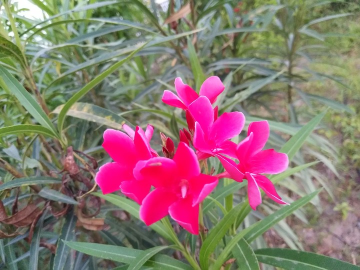 Pink Flower