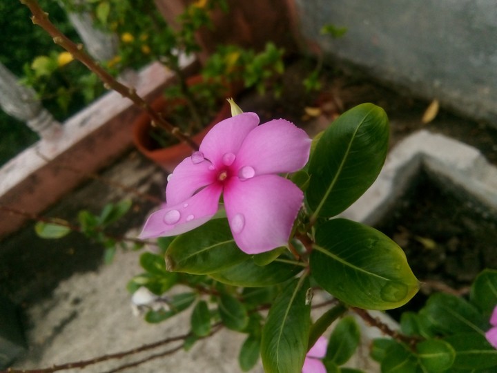 Flower...