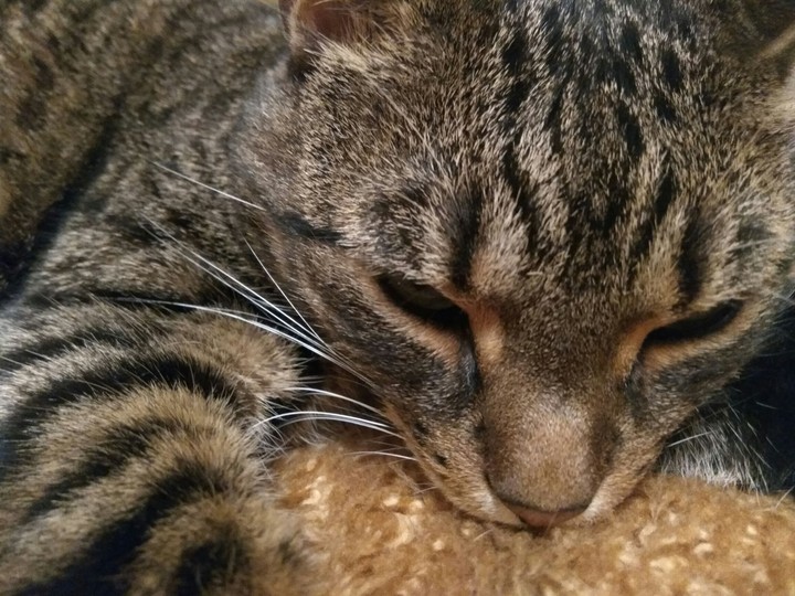 my cat