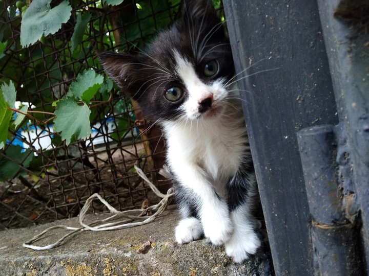 котёнок Буся