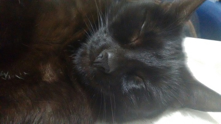 Gata durmiendo