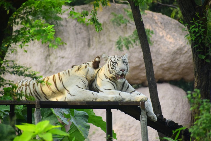 White Bengal Tiger