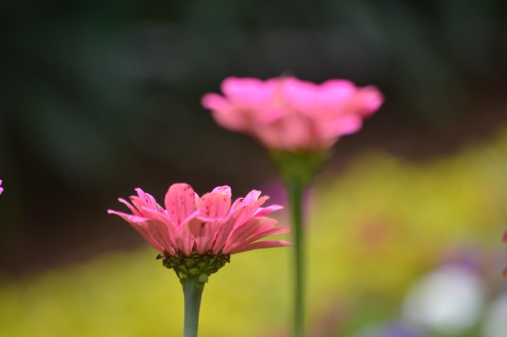 Flower at its best