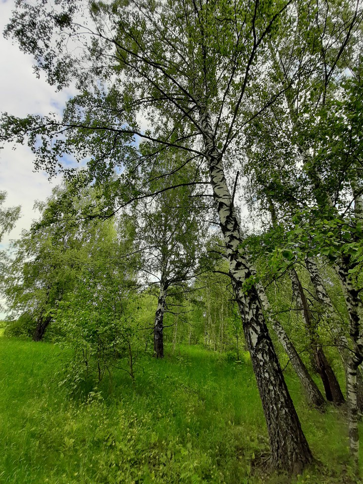 натура