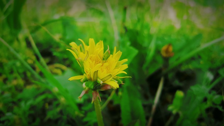 yellow flower
