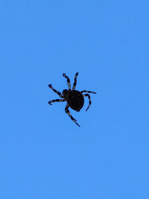 invertebrate, arachnid वॉलपेपर