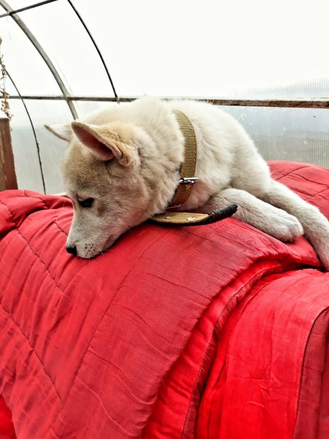dog husky