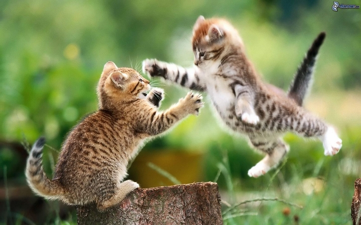 catfight