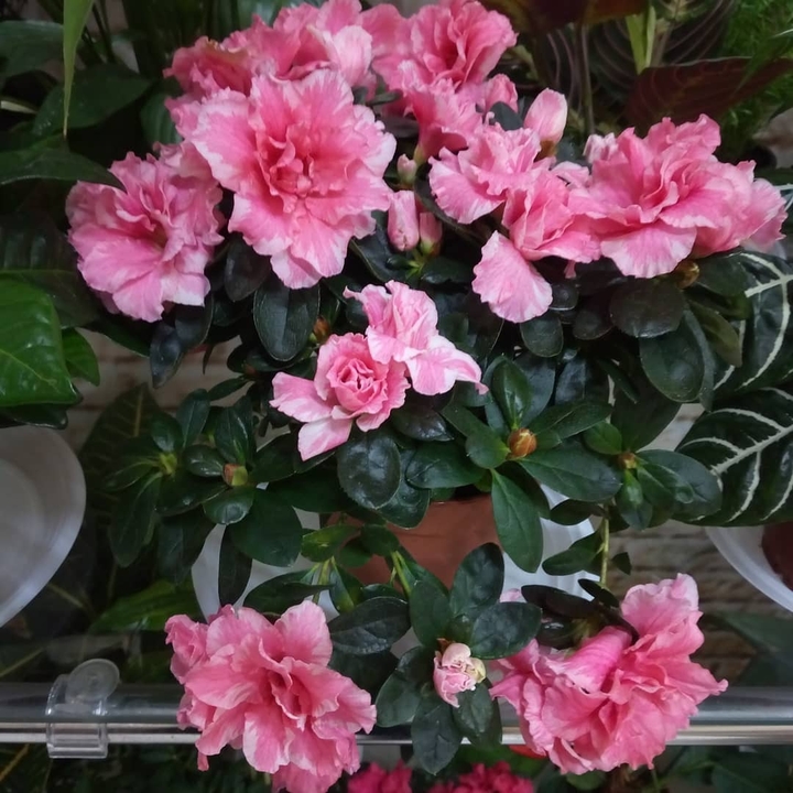 azalia pink