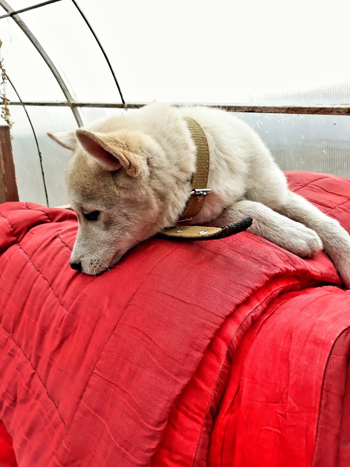 dog husky