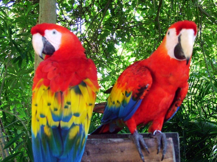 arara Canindé