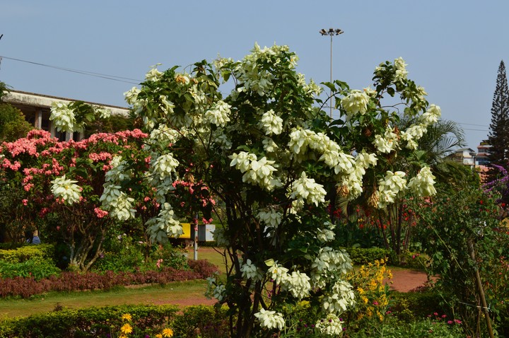 Flower
