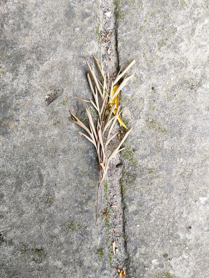 leaf