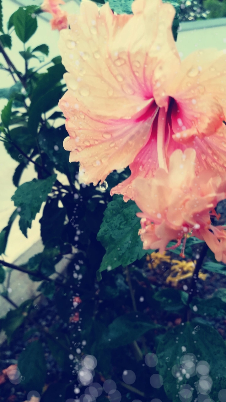 Hibiscus