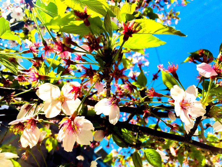 cherryblossom