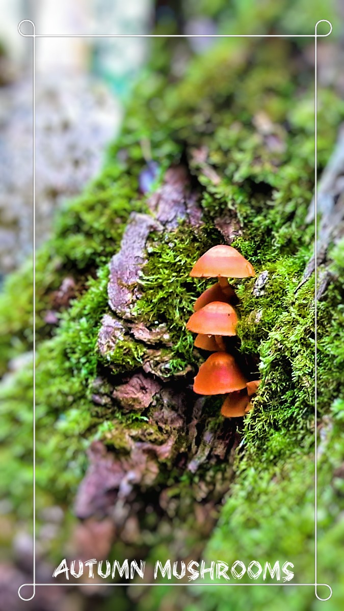 Colors of autumn