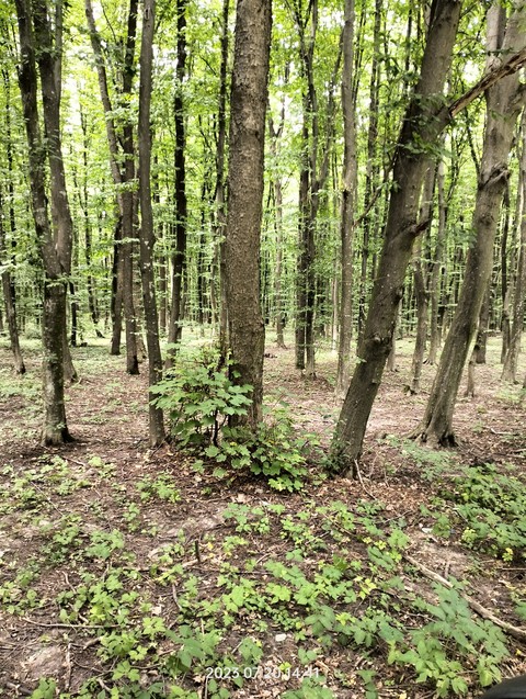 sfondi forest, wood