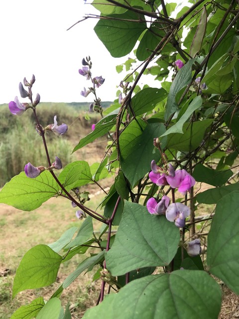 тапети spring, shrub