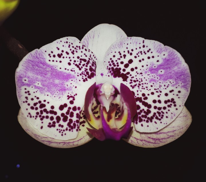 Linda orquídea multicolorida