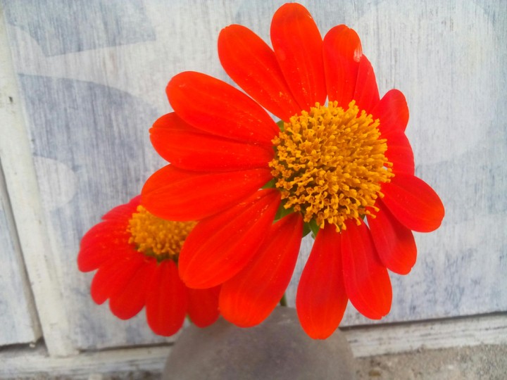 perfectly red