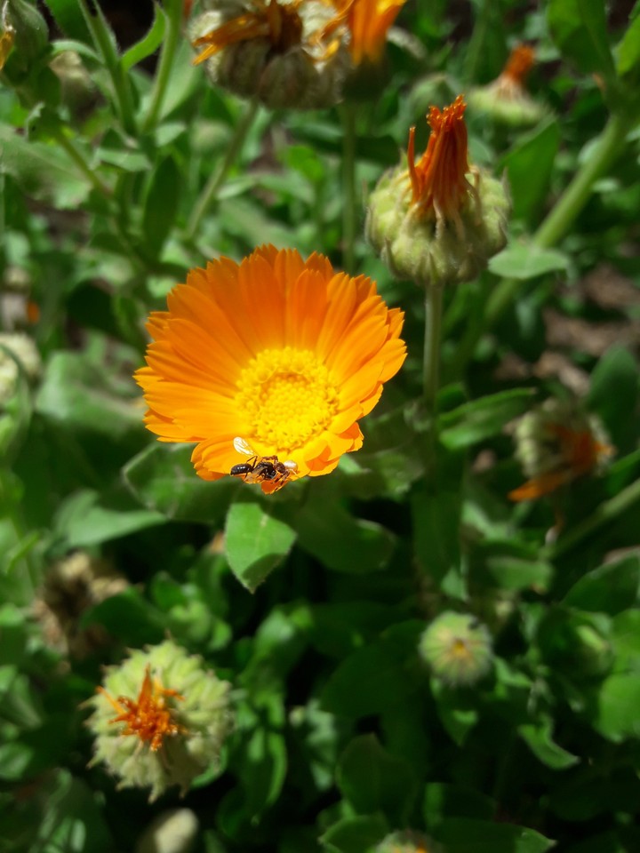 spring