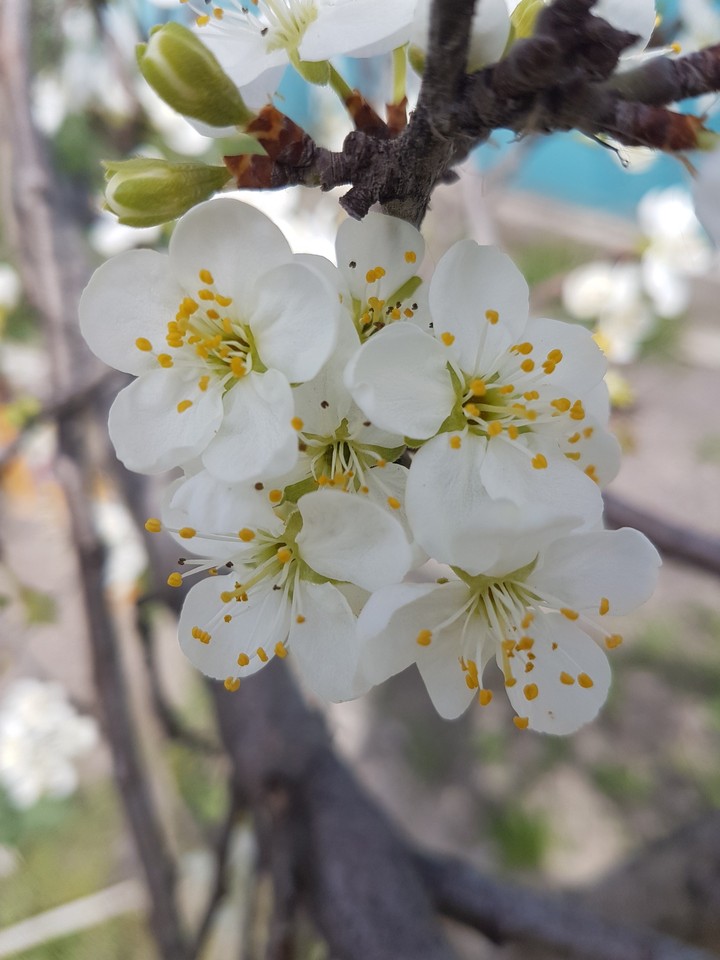 Plum blossom