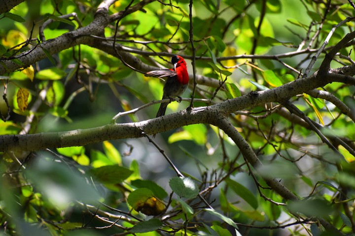#crimson sunbird