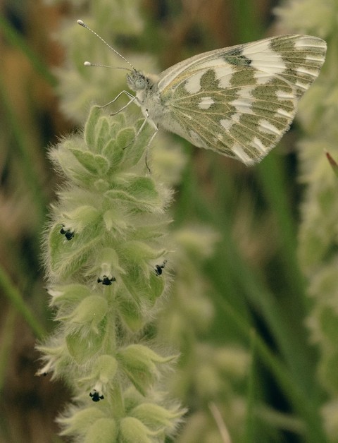 sfondi butterfly, grass