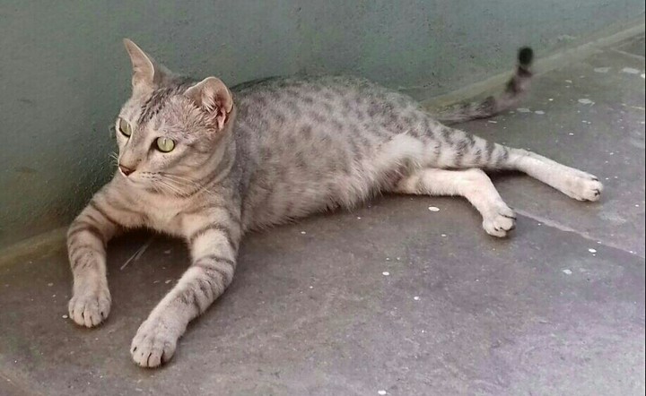 our Cat