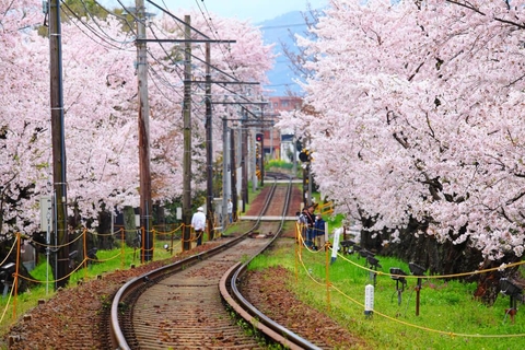 Japanese Cherry blossom Train Station