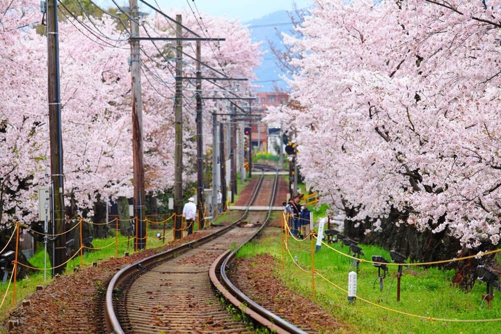 Japanese Cherry blossom Train Station