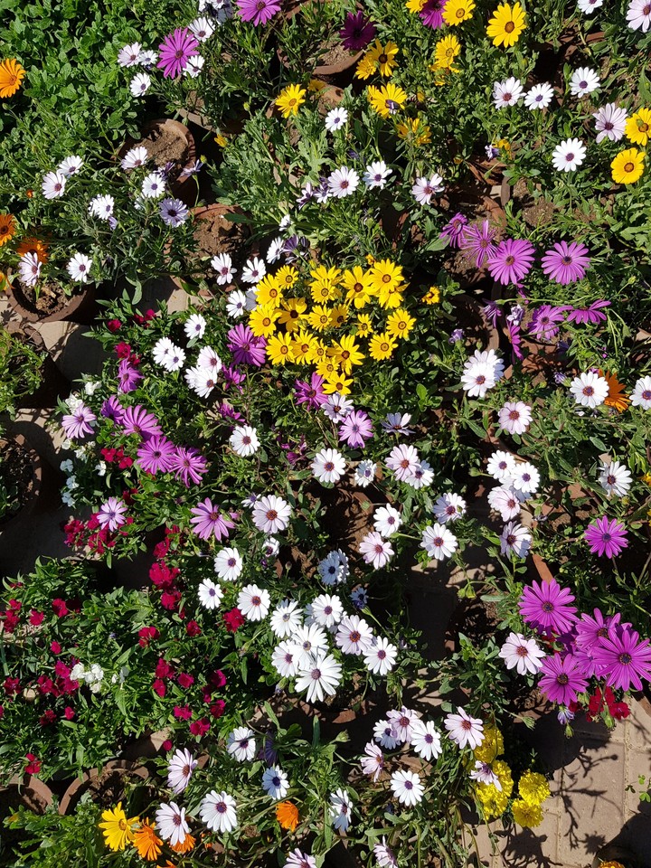 Floral Diversity