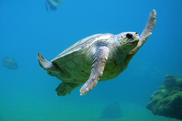 underwater world