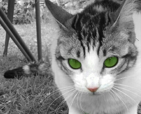 cat