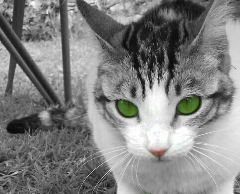 cat