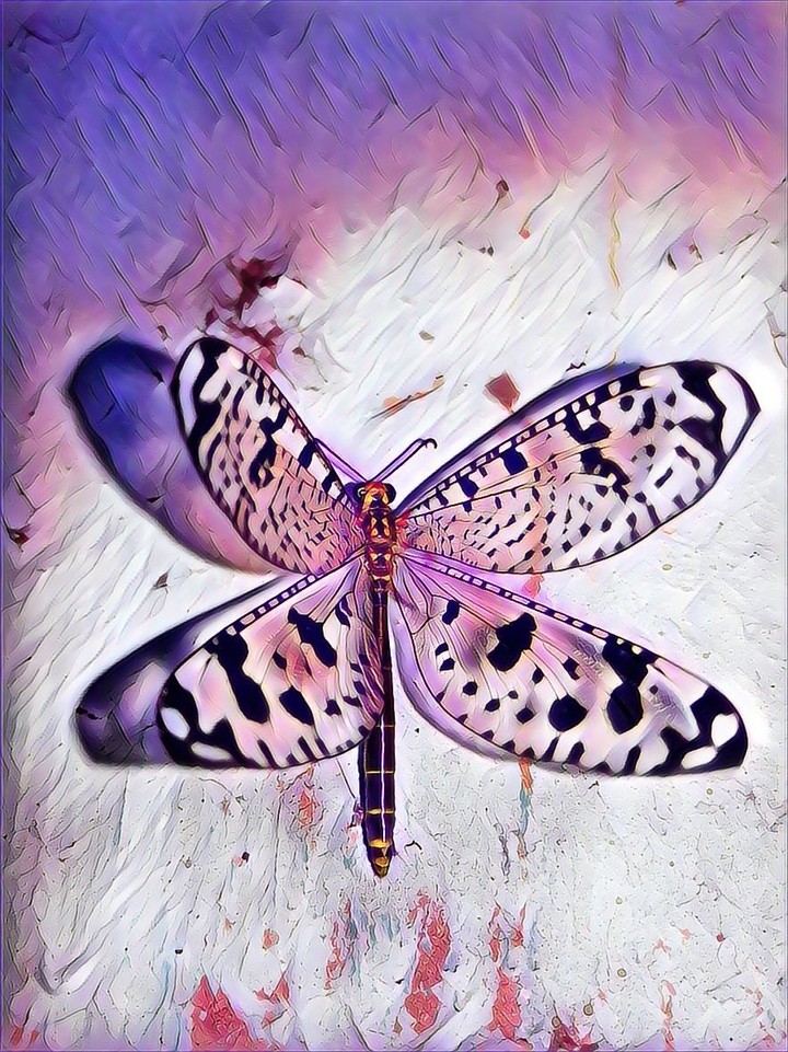 Butterfly