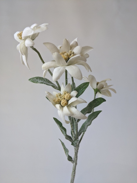 sfondi White, wildflower