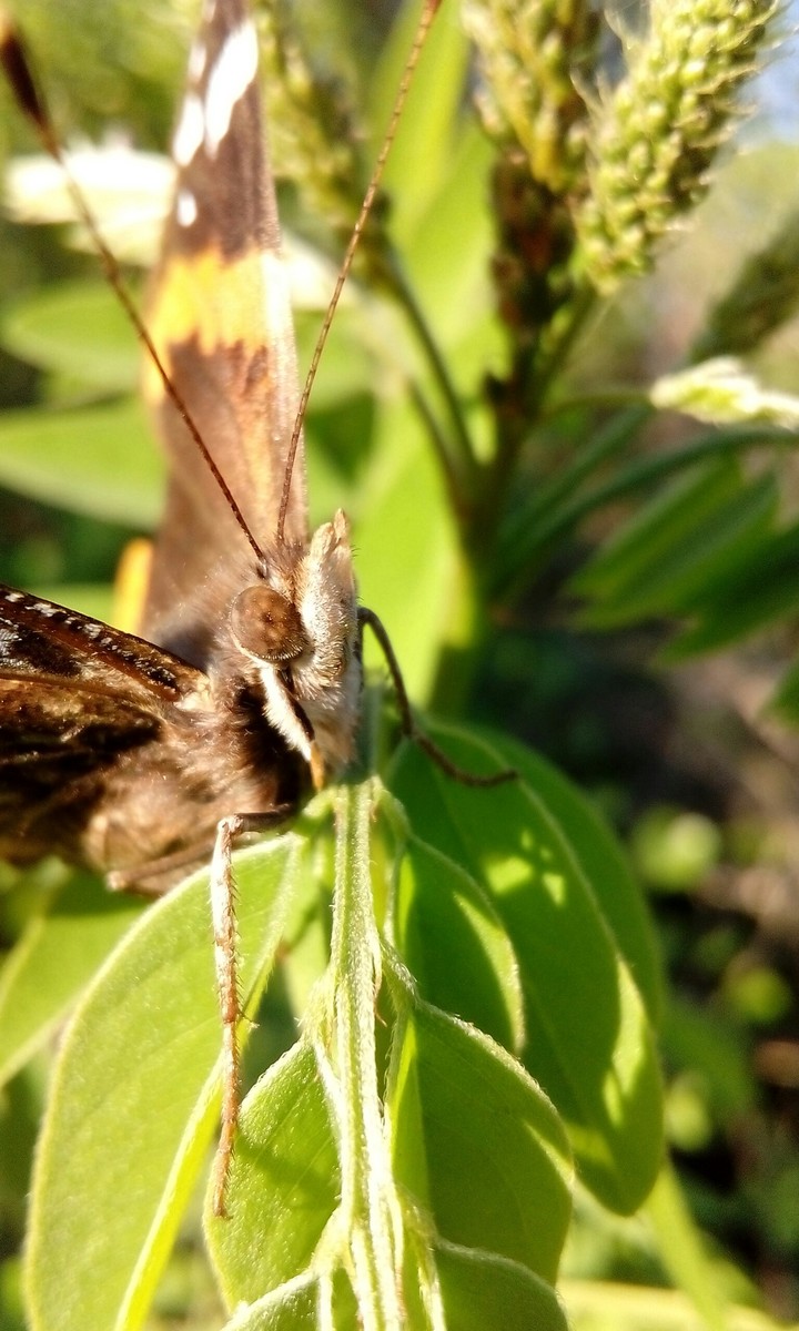 butterfly