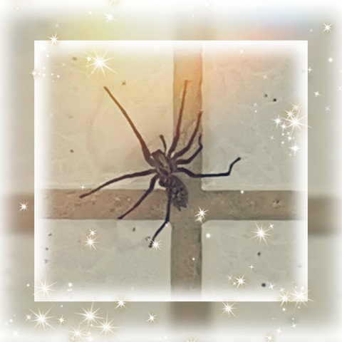 arthropod, pest वॉलपेपर