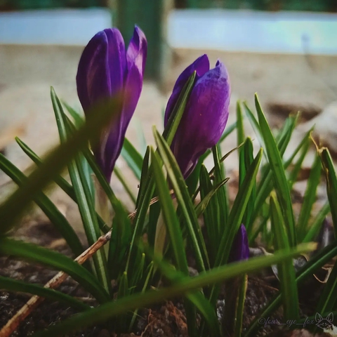 violet, petal háttérképek