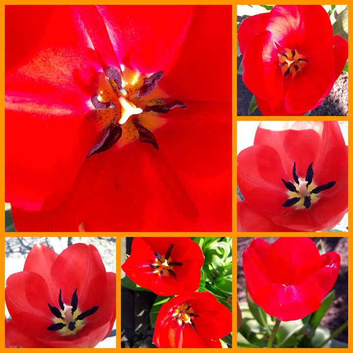 Tulpen