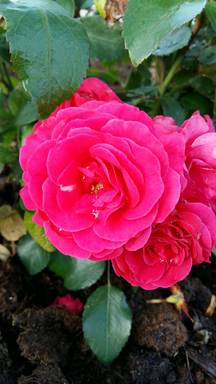 rose