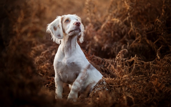 Dog